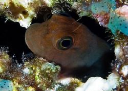 I believe this little guy is a dark-headed goby. NikonD70... by Larissa Roorda 